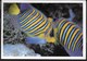 ROYAL ANGELFISH - PYGOPLITES DIACANTHUS - FORMATO GRANDE 17X12 - VIAGGIATA FRANCOBOLLO ASPORTATO - Pesci E Crostacei