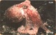 Isle Of Man - Man0154, Marine Life,Curled Octopus , 20,000ex, 2000, Used As Scan - Man (Eiland)