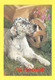 CPA Setter Irlandais ♥♥♣♣☺♣♣ Chien - Hund - Dog -  CANE - - Chiens