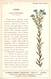 08769 "COMO - LABORATORIO CHIMICO DECA - LINO - LINUM USITATISSIMUM - PIANTA MEDICINALE"  CART NON SPED - Medicinal Plants