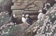 Isle Of Man, MAN 123, Puffins, 2 Scans. - Man (Ile De)