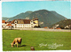 STAMS (Autriche Tyrol), Abbaye, Vache, Ed. Schöllhorn & Co 1980 Environ - Stams