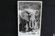 R-34 /  Uganda,  The Queen Elizabeth National Park -  Elephant   /  Circulé 19?.- - Ouganda