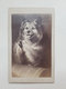 Delcampe - Lot 6 Anciennes Photos De Peintures De Chiens - Bulla Frères/Goupil & Cie/Landseer 710 Beauty's Bath - Vers 1860 - Old (before 1900)