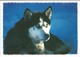 C16 Animaux Chiens Husky - Chiens