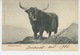 ROYAUME UNI - SCOTLAND - ECOSSE - Highland Bullock - Inverness-shire