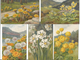 Haller A, Fleurs Sauvages, 12 Cartes  (12x 301) - Haller, A.