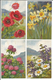 Haller A, Fleurs Sauvages, 12 Cartes  (12x 301) - Haller, A.