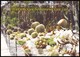 UKRAINE. NIKITA. CACTUSSES COLLECTION OF BOTANICAL GARDEN. Unused Postcard - Cactus