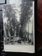 19807) INDIA MADRAS A COCONUT GROVE NON VIAGGIATA MA SCRITTA 1907 - India