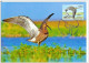 Belarus 2011 Maximum Card Bird Birds Fauna Large Curlew CM Circulation 1500 - Belarus