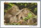 ID.- BALI. MONKEY'S Alas Kedaton Monkey Forest. Tanah Lot Print Design, Photo By Murdani Usman. - Apen