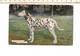 Dieren 134 - Favourite Dogs - The Dalmatian - Hunde