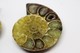 832 - Fossile Di Ammonite - Provenienza Madagascar - Fossils