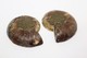 Delcampe - 832 - Fossile Di Ammonite - Provenienza Madagascar - Fossiles