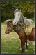 Postkaart / CPA / Postcard / 2 Scans / Paarden / Horses / Chevaux / Companions / Wildt & Kray, London / 1910 - Chevaux