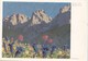 Enzian Und Mehlprimeln, Erich Stegmann, Unused Postcard [22265] - Paintings