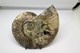 Delcampe - 968 - Fossile Di Ammonite - Metà Di Fossile Di Conchiglia - Provenienza Madagascar Peso 106 Gr - Fossiles