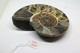 996 - Fossile Di Ammonite - Metà Di Fossile Di Conchiglia - Provenienza Madagascar Peso 371 Gr - Fossils