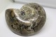 Delcampe - 996 - Fossile Di Ammonite - Metà Di Fossile Di Conchiglia - Provenienza Madagascar Peso 371 Gr - Fossils