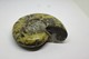 Delcampe - 992 - Raro Fossile Di Ammonite Di Conchiglia - Provenienza Madagascar Peso 230 Gr - Fossiles