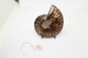 824 - Raro Fossile Di Ammonite Di Conchiglia - Provenienza Madagascar Peso 109 Gr - Fossili