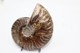 824 - Raro Fossile Di Ammonite Di Conchiglia - Provenienza Madagascar Peso 109 Gr - Fossiles