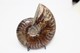 824 - Raro Fossile Di Ammonite Di Conchiglia - Provenienza Madagascar Peso 109 Gr - Fossilien