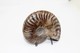 Delcampe - 824 - Raro Fossile Di Ammonite Di Conchiglia - Provenienza Madagascar Peso 109 Gr - Fossilien