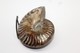 Delcampe - 824 - Raro Fossile Di Ammonite Di Conchiglia - Provenienza Madagascar Peso 109 Gr - Fósiles