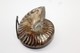 Delcampe - 824 - Raro Fossile Di Ammonite Di Conchiglia - Provenienza Madagascar Peso 109 Gr - Fossili