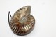 Delcampe - 824 - Raro Fossile Di Ammonite Di Conchiglia - Provenienza Madagascar Peso 109 Gr - Fósiles