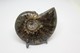 860 - Raro Fossile Di Ammonite Iridescente Naturale - Provenienza Madagascar Peso 77 Gr - Fossilien