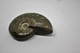 Delcampe - 860 - Raro Fossile Di Ammonite Iridescente Naturale - Provenienza Madagascar Peso 77 Gr - Fossilien