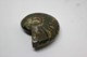 Delcampe - 860 - Raro Fossile Di Ammonite Iridescente Naturale - Provenienza Madagascar Peso 77 Gr - Fósiles