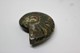 Delcampe - 860 - Raro Fossile Di Ammonite Iridescente Naturale - Provenienza Madagascar Peso 77 Gr - Fossili