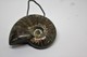 Delcampe - 860 - Raro Fossile Di Ammonite Iridescente Naturale - Provenienza Madagascar Peso 77 Gr - Fossili