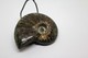 Delcampe - 860 - Raro Fossile Di Ammonite Iridescente Naturale - Provenienza Madagascar Peso 77 Gr - Fósiles