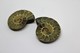 Delcampe - 848 - Fossile Di Ammonite  Naturale - Provenienza Madagascar Peso 25,20 Gr - Fósiles