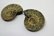 Delcampe - 848 - Fossile Di Ammonite  Naturale - Provenienza Madagascar Peso 25,20 Gr - Fósiles