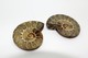 Delcampe - 848 - Fossile Di Ammonite  Naturale - Provenienza Madagascar Peso 25,20 Gr - Fossiles