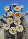 Cpa   FLEURS De CACTUS , GIANT SAGUARO BLOSSOMS  EDITEUR CURTEICHCOLOR - Cactus