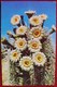 Cpa   FLEURS De CACTUS , GIANT SAGUARO BLOSSOMS  EDITEUR CURTEICHCOLOR - Cactus