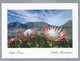 ZA. CAPE TOWN. TABLE MOUNTAIN. SOUTH AFRICA. NATIONAL FLOWER PROTEA CYNAROIDES. - Zuid-Afrika