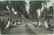 Panama - Cristobal - An Avenue Of Palms - Verlag Kraemer Art Co. Cincinatti - Panama