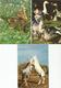 Delcampe - LOT   23 CARTES  CPM  ANIMAUX - 5 - 99 Postcards