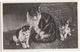 Kat / Chat / Cat / Katze: - Poes Mit 2 Kittens - (Holland) - (Uitg. J.S.A.  No. 5018) - Katten