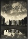 Pappeln Am Wasser  -  Ansichtskarte Ca.1967   (9300) - Alberi