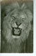 CP Photo Faune Africaine Le Lion  Hoa-Gui Dakar Robel - Lions