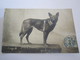 Chien Carte Photo  18_13 - Perros